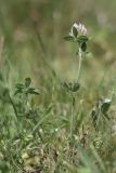 Trifolium diffusum