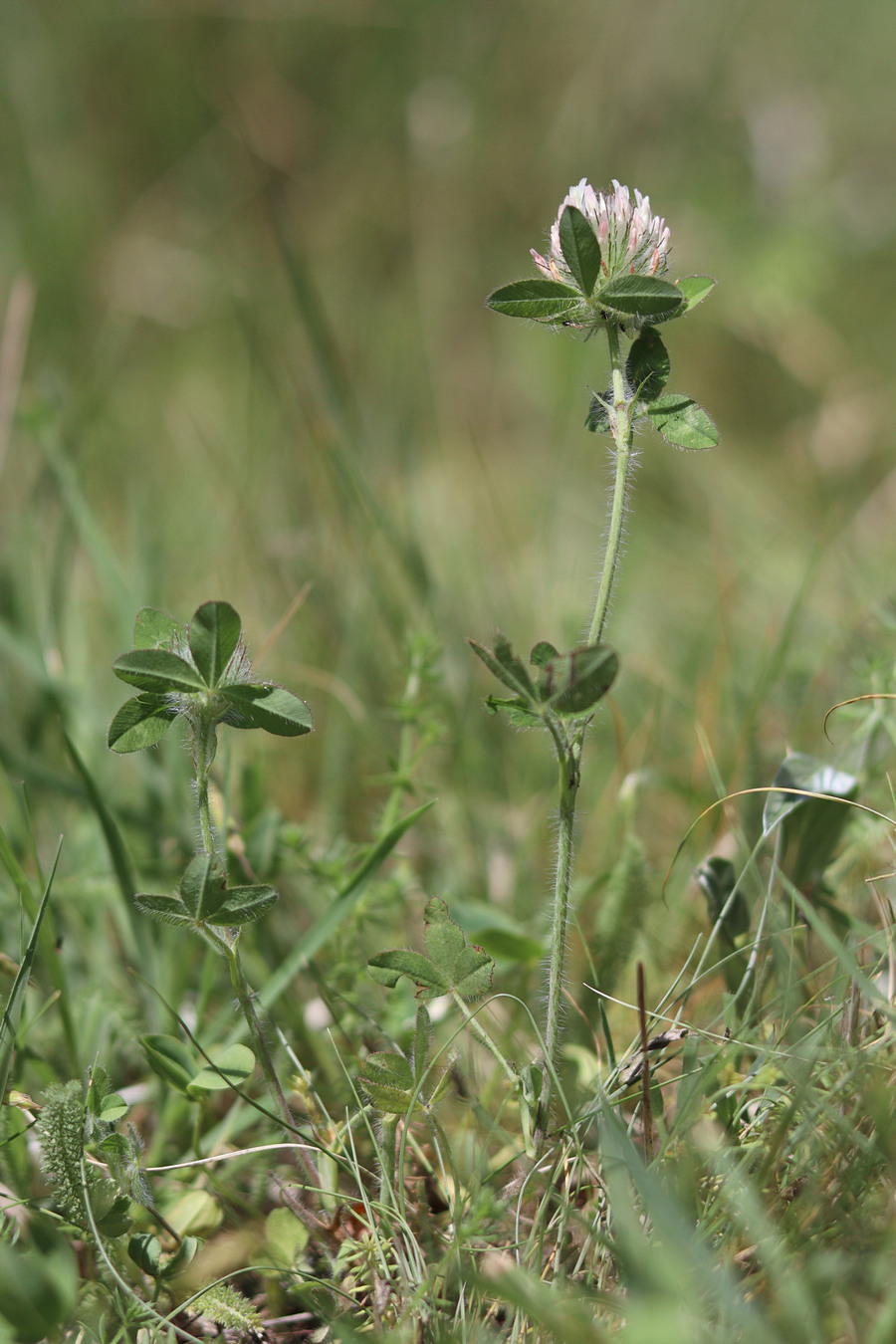 Image of Trifolium diffusum specimen.