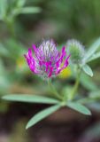 Trifolium purpureum