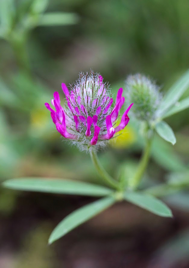Image of Trifolium purpureum specimen.