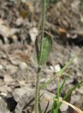 Crepis pulchra. Часть побега. Краснодарский край, окр. г. Новороссийск, хр. Маркотх, редколесье на склоне. 31.05.2020.