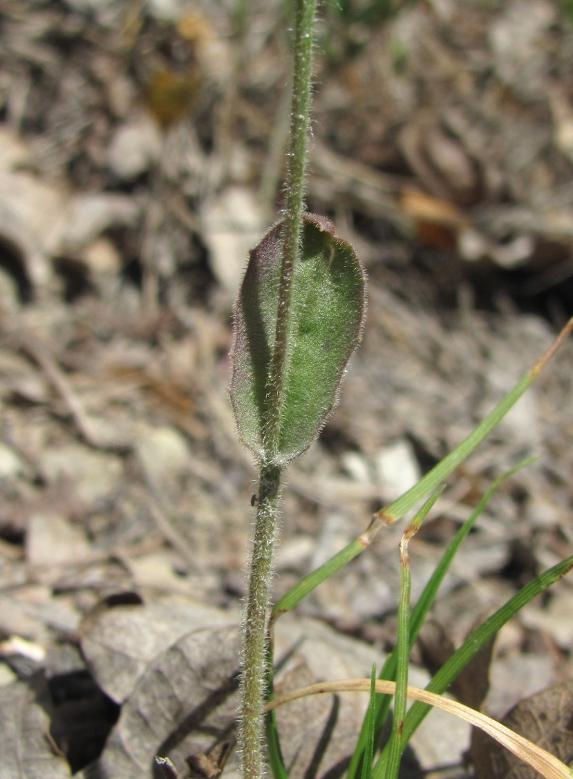 Image of Crepis pulchra specimen.