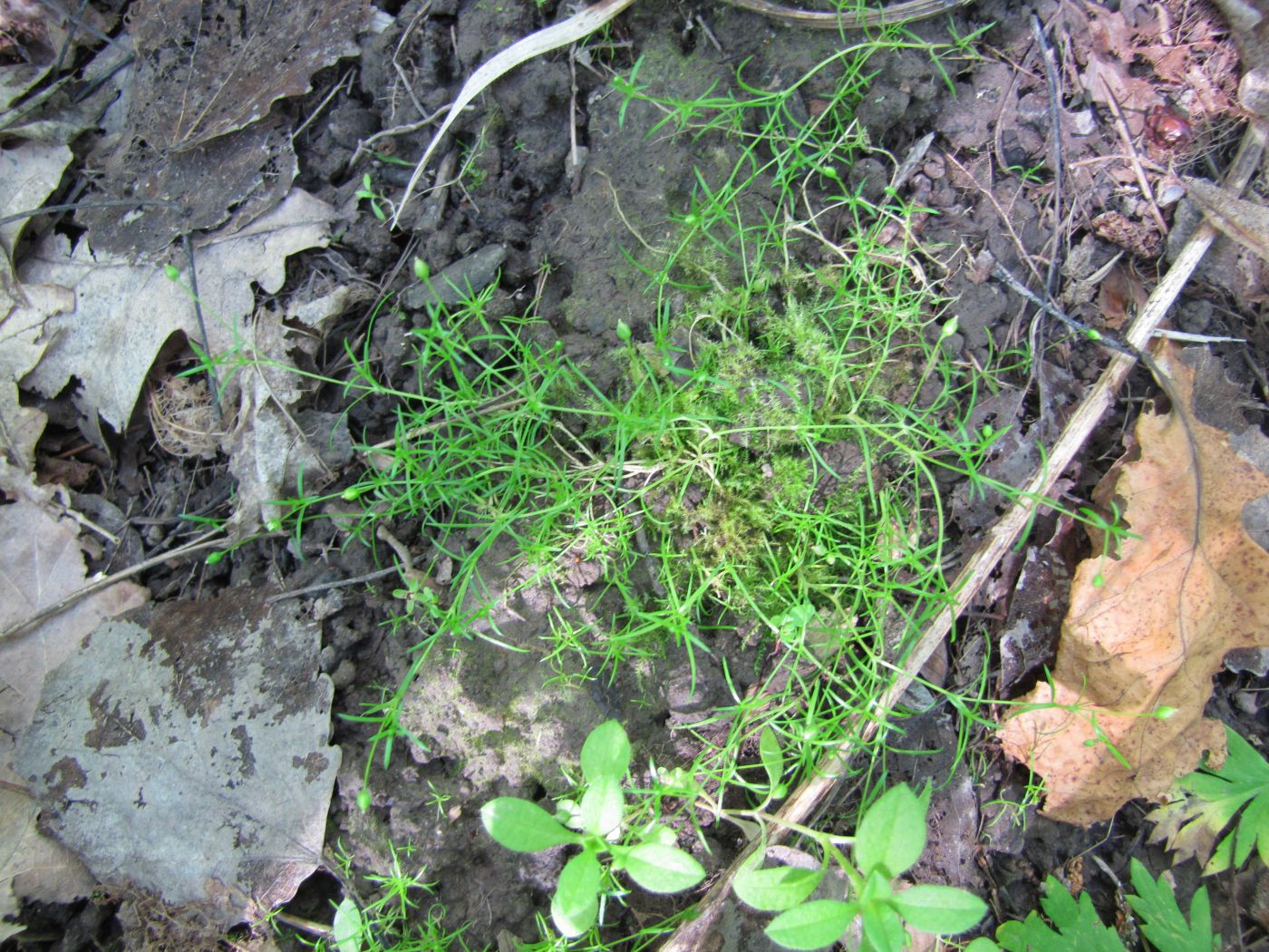 Image of Sagina procumbens specimen.