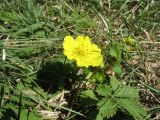 Potentilla reptans. Цветущее растение. Казахстан, г. Тараз, долина р. Ушбулак (Карасу), пустырь, у просачивающегося родника. 31 мая 2020 г.