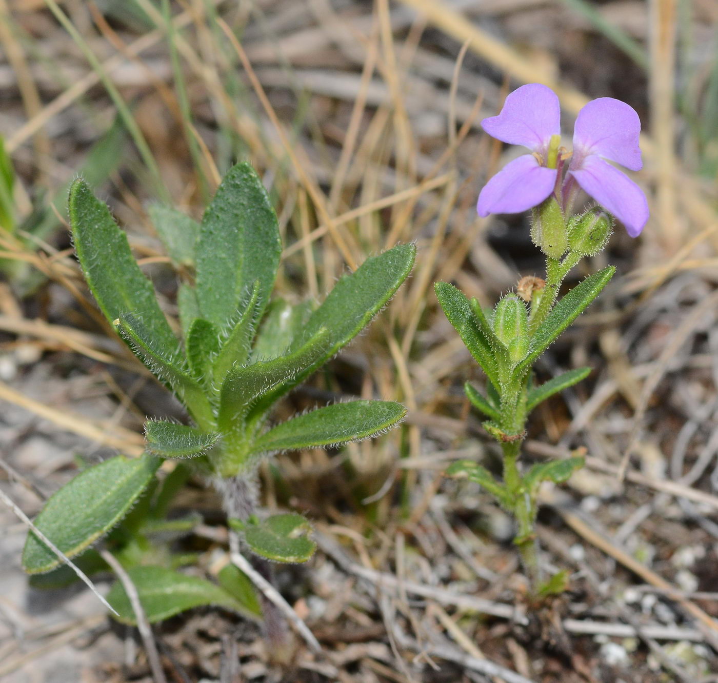 Image of Clausia aprica specimen.