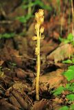 Hypopitys monotropa