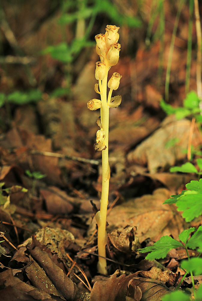 Изображение особи Hypopitys monotropa.