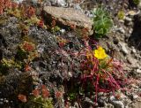 Saxifraga flagellaris