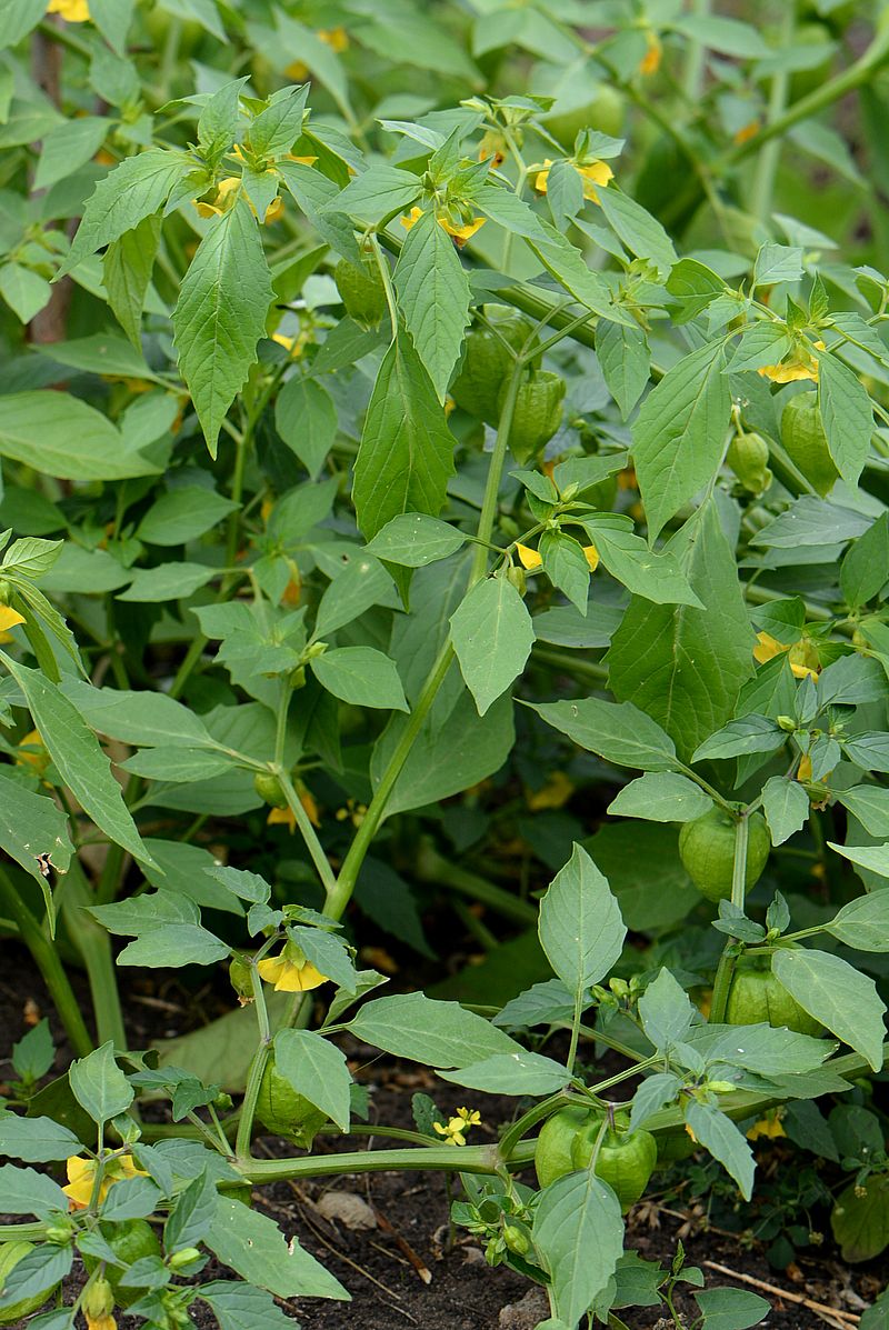 Изображение особи Physalis ixocarpa.