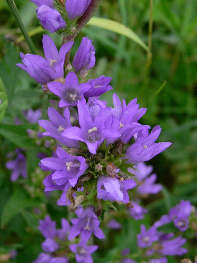 Image of Campanula glomerata specimen.