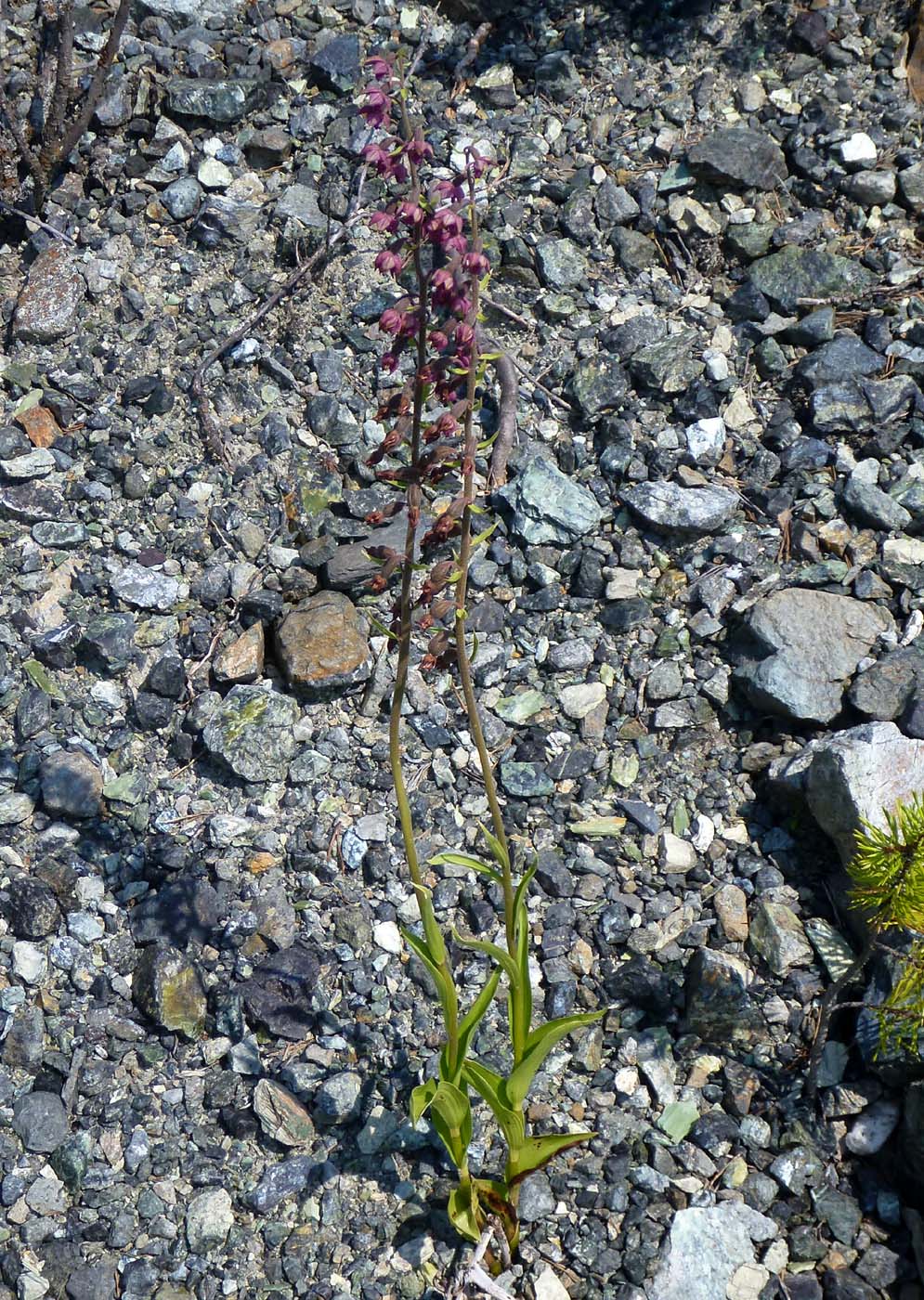 Image of Epipactis atrorubens specimen.