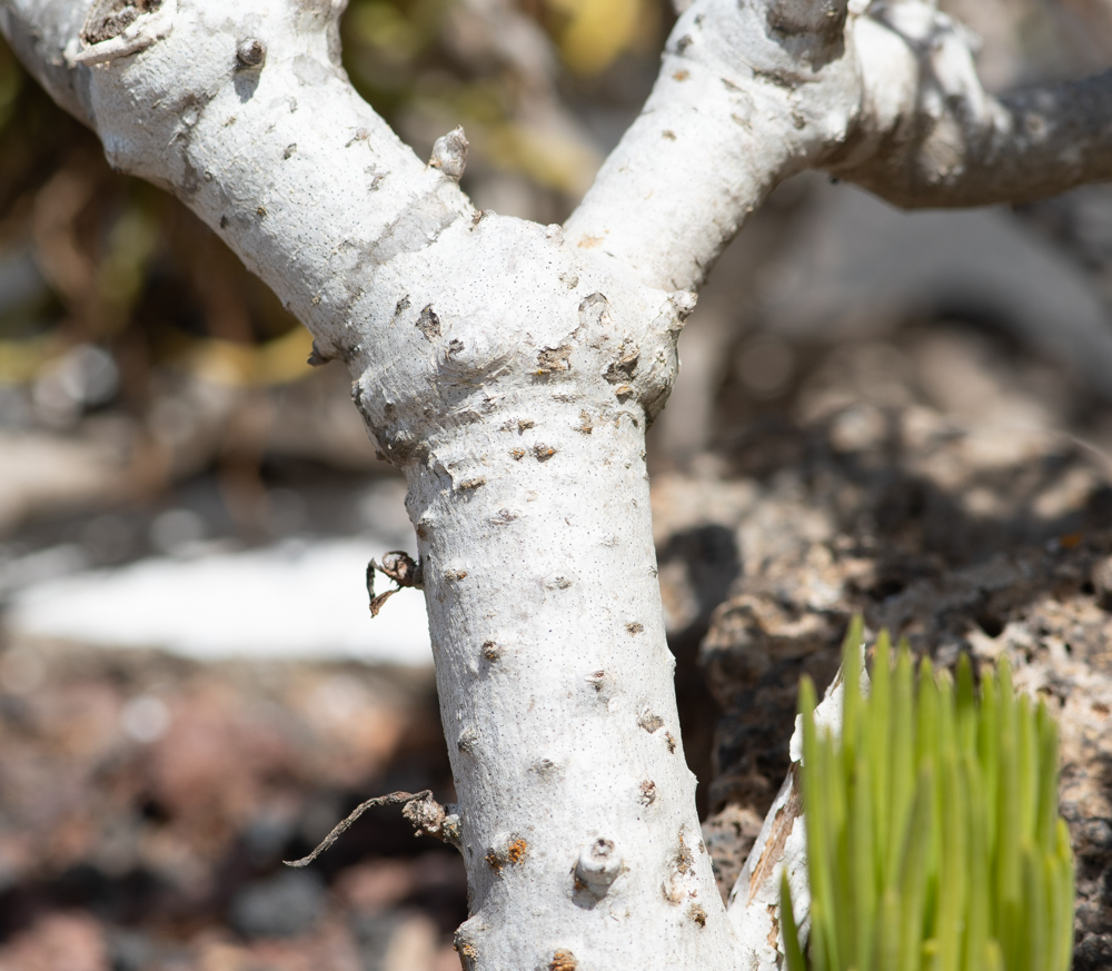 Image of genus Kleinia specimen.
