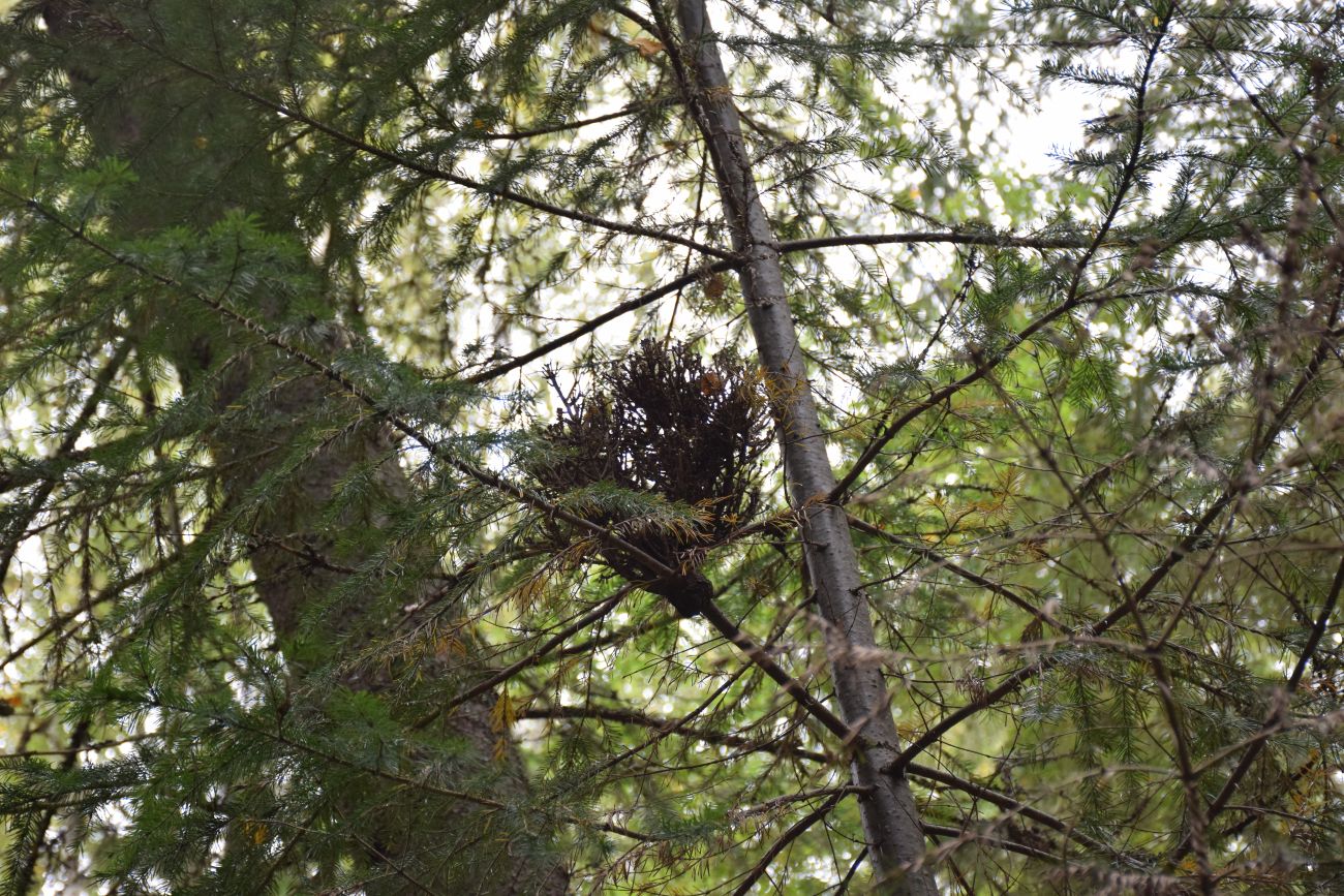 Image of Abies sibirica specimen.