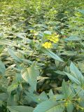 Lysimachia ciliata