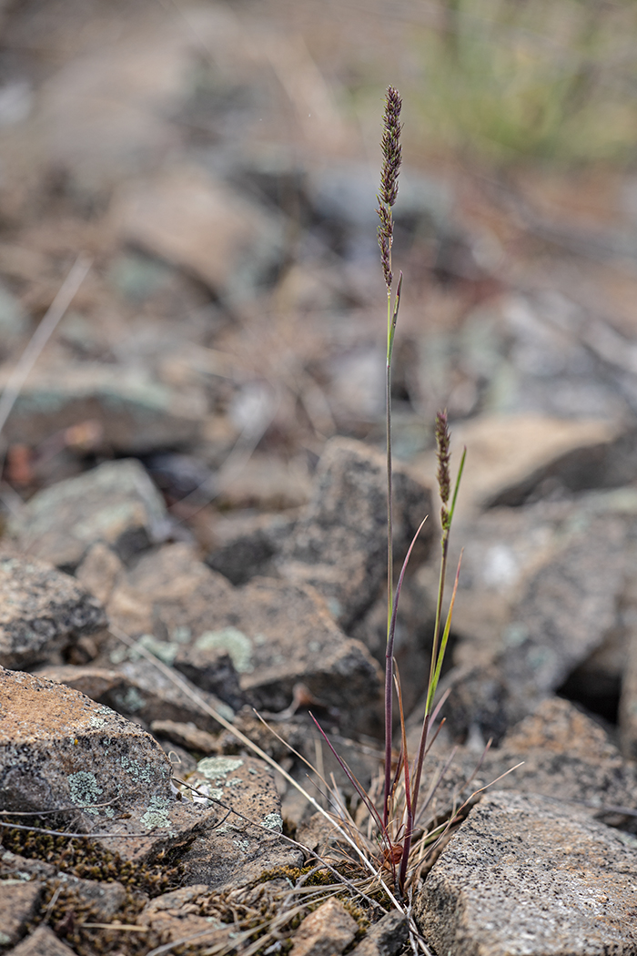 Изображение особи Poa bulbosa ssp. vivipara.