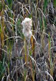 Typha latifolia. Верхушка побега с распадающимся соплодием. Тульская обл., Узловский р-н, Романцевские горы, берег карьера, песчаный пляж. 03.10.2020.