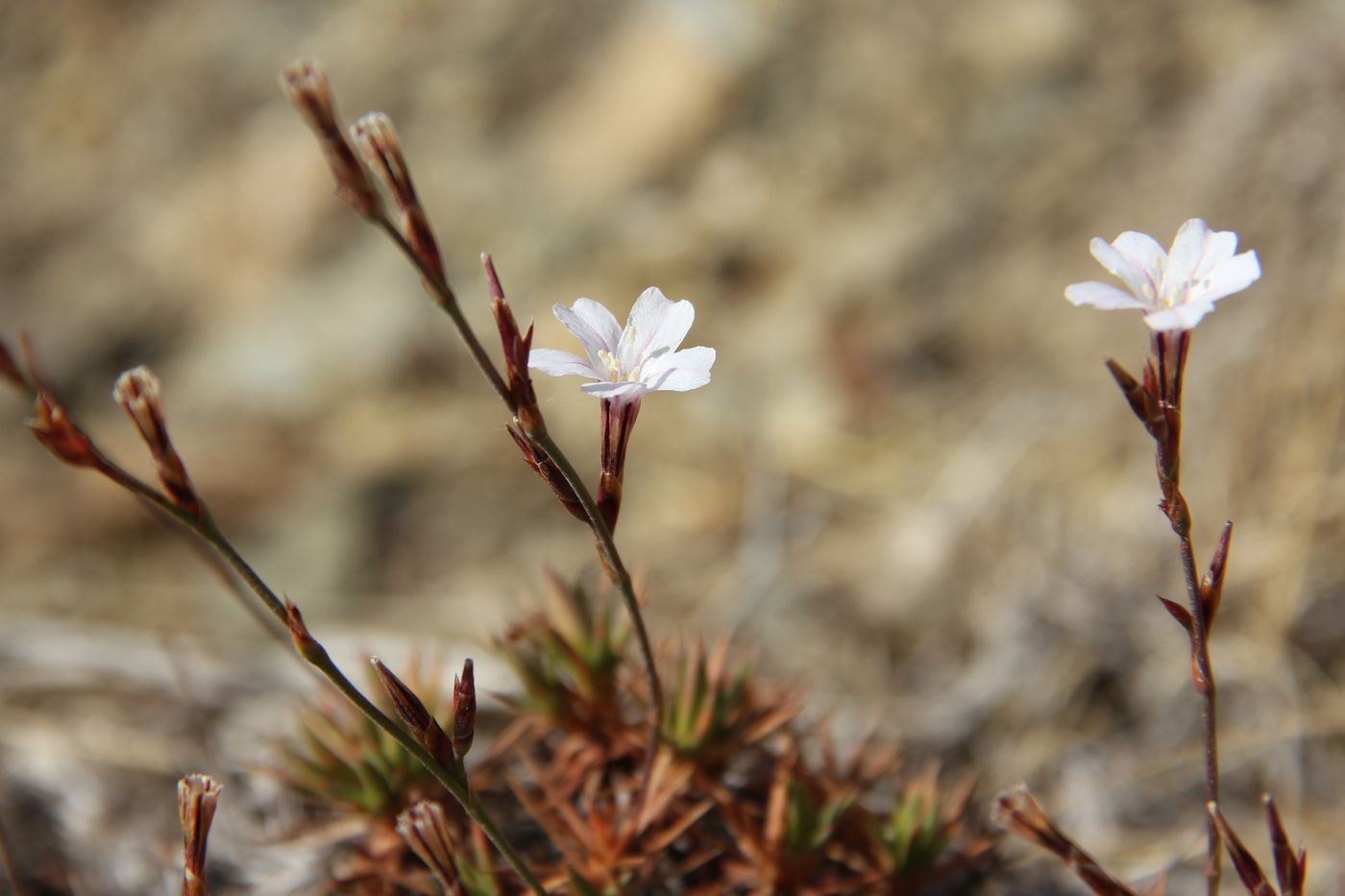 Image of Acantholimon nuratavicum specimen.