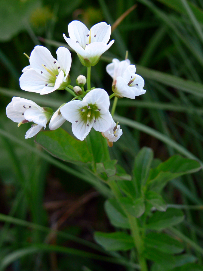 Изображение особи Cardamine amara.