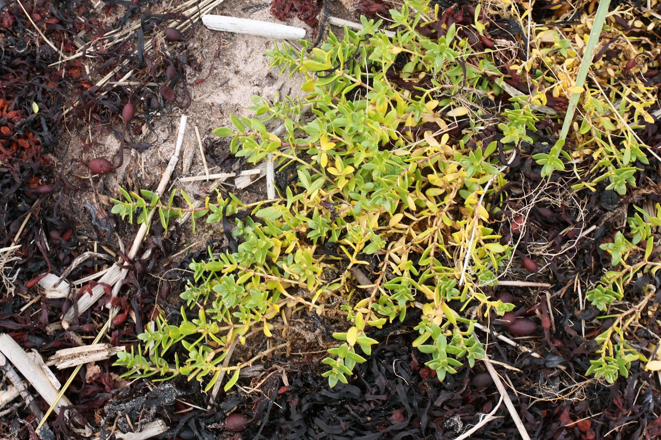 Image of Honckenya peploides ssp. diffusa specimen.