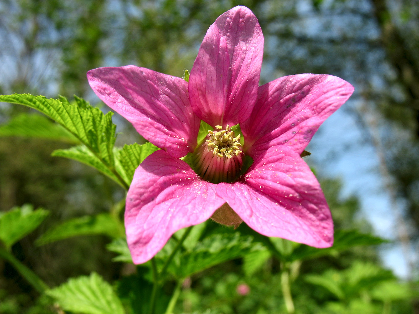 Image of Rubus spectabilis specimen.