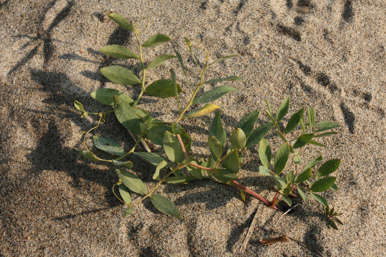 Изображение особи Lathyrus japonicus ssp. maritimus.