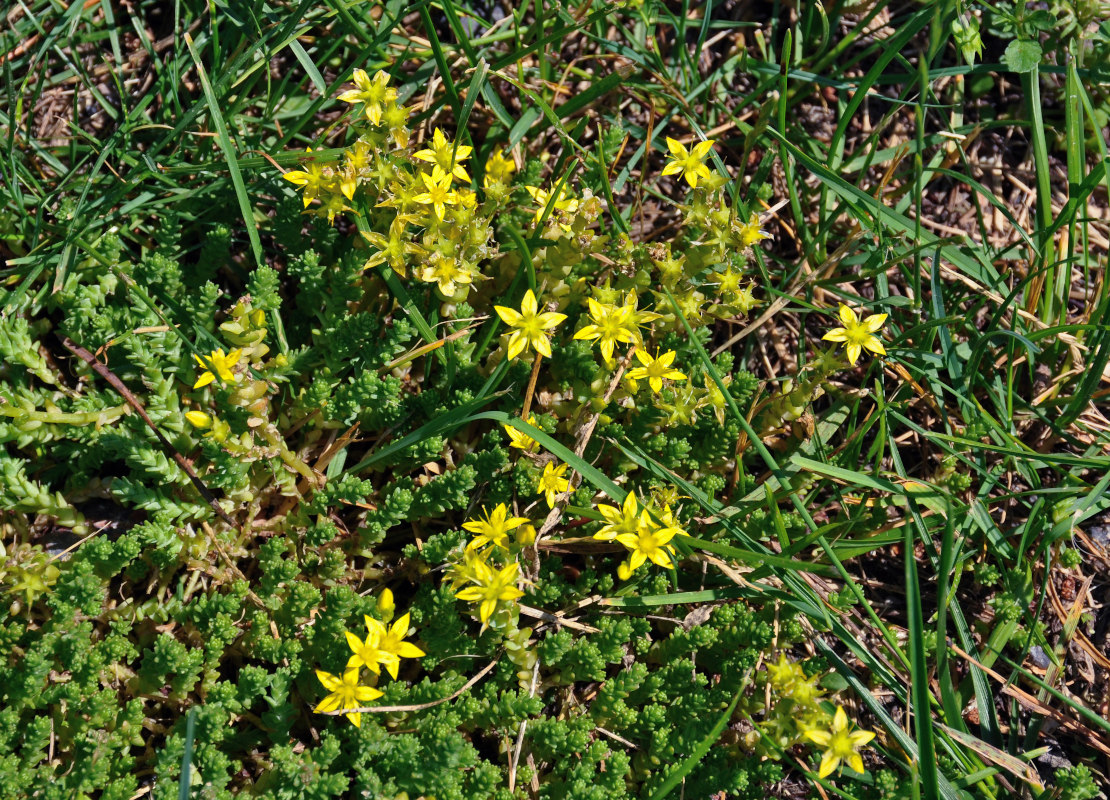 Image of Sedum acre specimen.