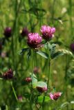 Trifolium medium