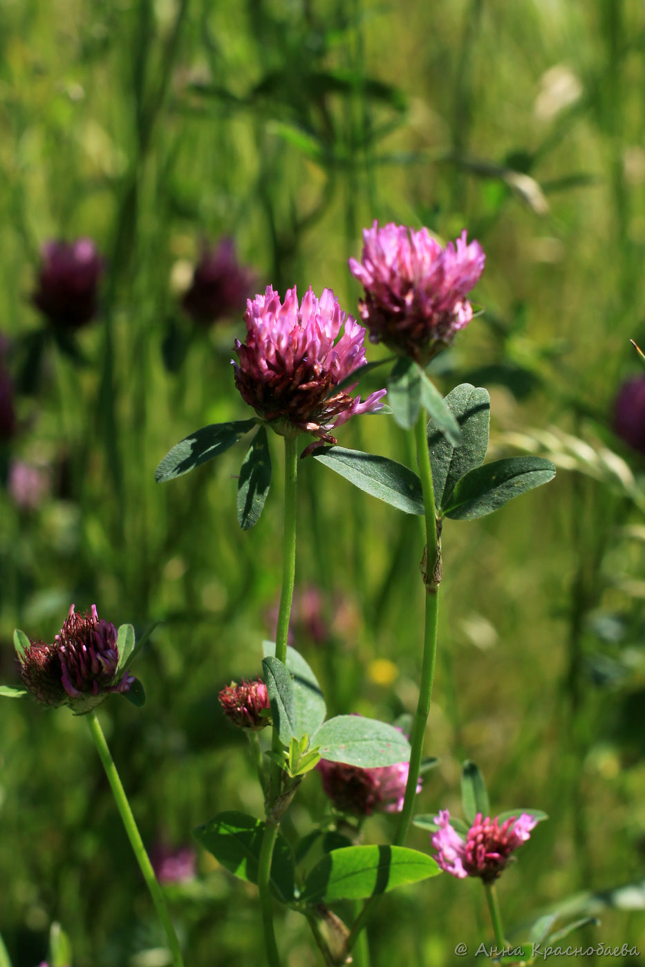 Image of Trifolium medium specimen.