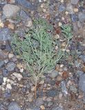 Fumaria vaillantii