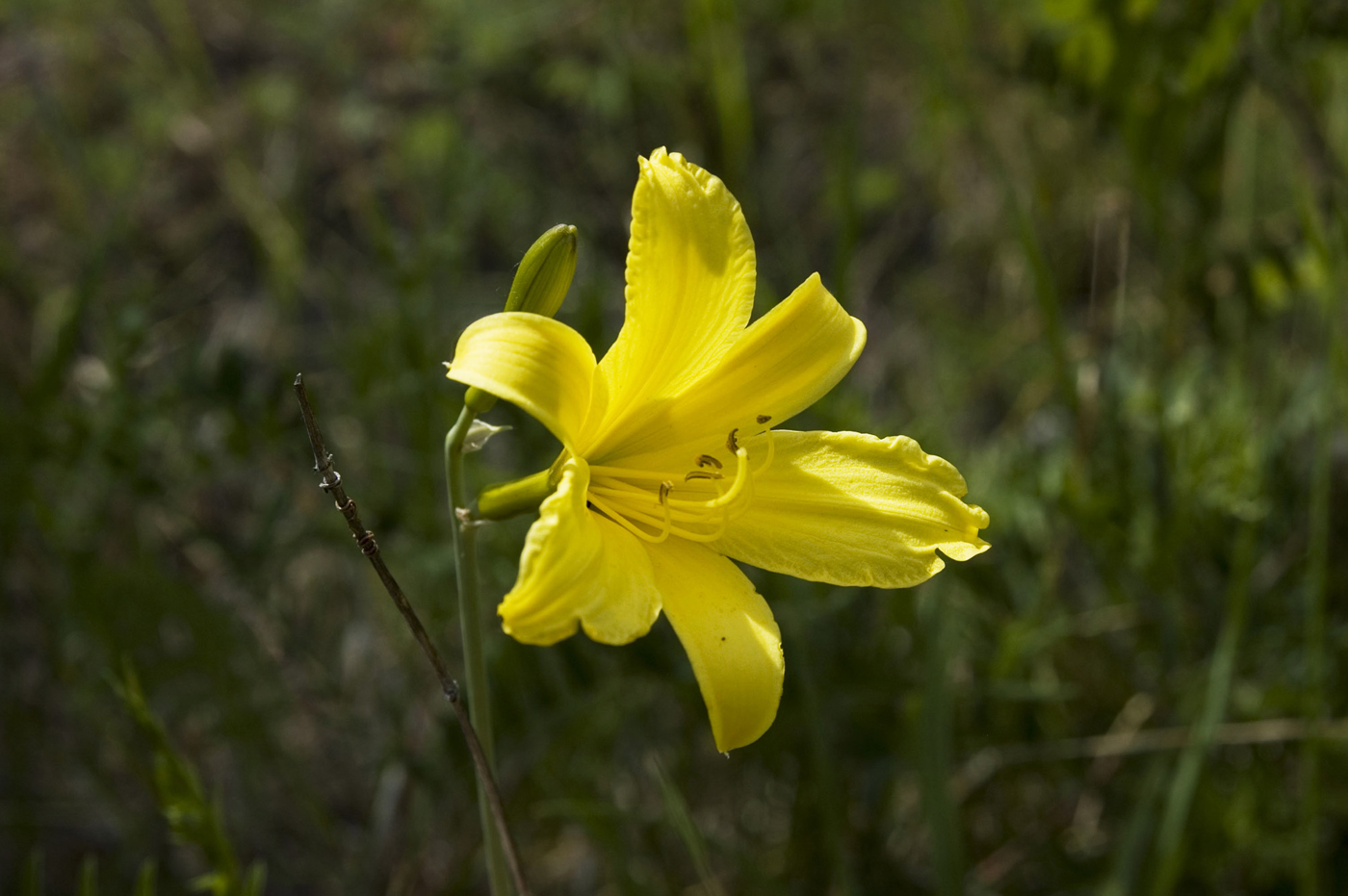 Изображение особи Hemerocallis minor.