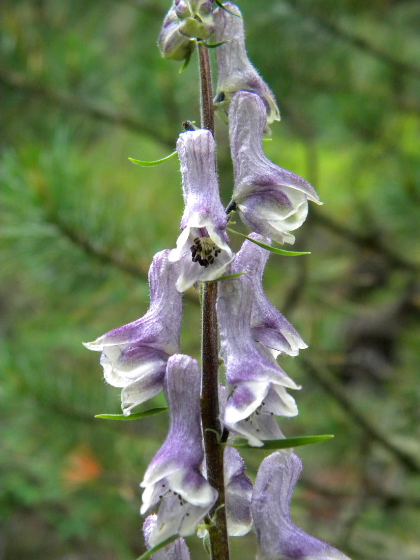 Изображение особи Aconitum leucostomum.