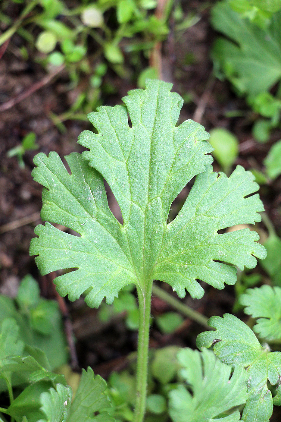 Изображение особи Ranunculus oxyspermus.