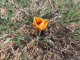 Tulipa alberti. Цветущее растение. Казахстан, Туркестанская обл., Сузакский р-н, Западная Бетпак-Дала, окр. пос. Кыземшек (бывш. Степной), равнинная полынно-боялычная пустыня, глинисто-песчаная почва. 19 апреля 2021 г.