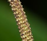 Image of taxon representative. Author is Татьяна Мальчинская