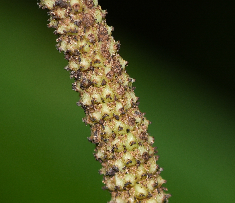 Image of genus Piper specimen.