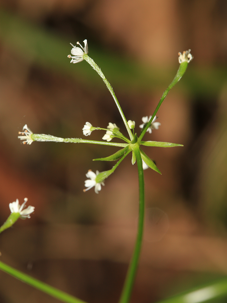 Image of Osmorhiza aristata specimen.