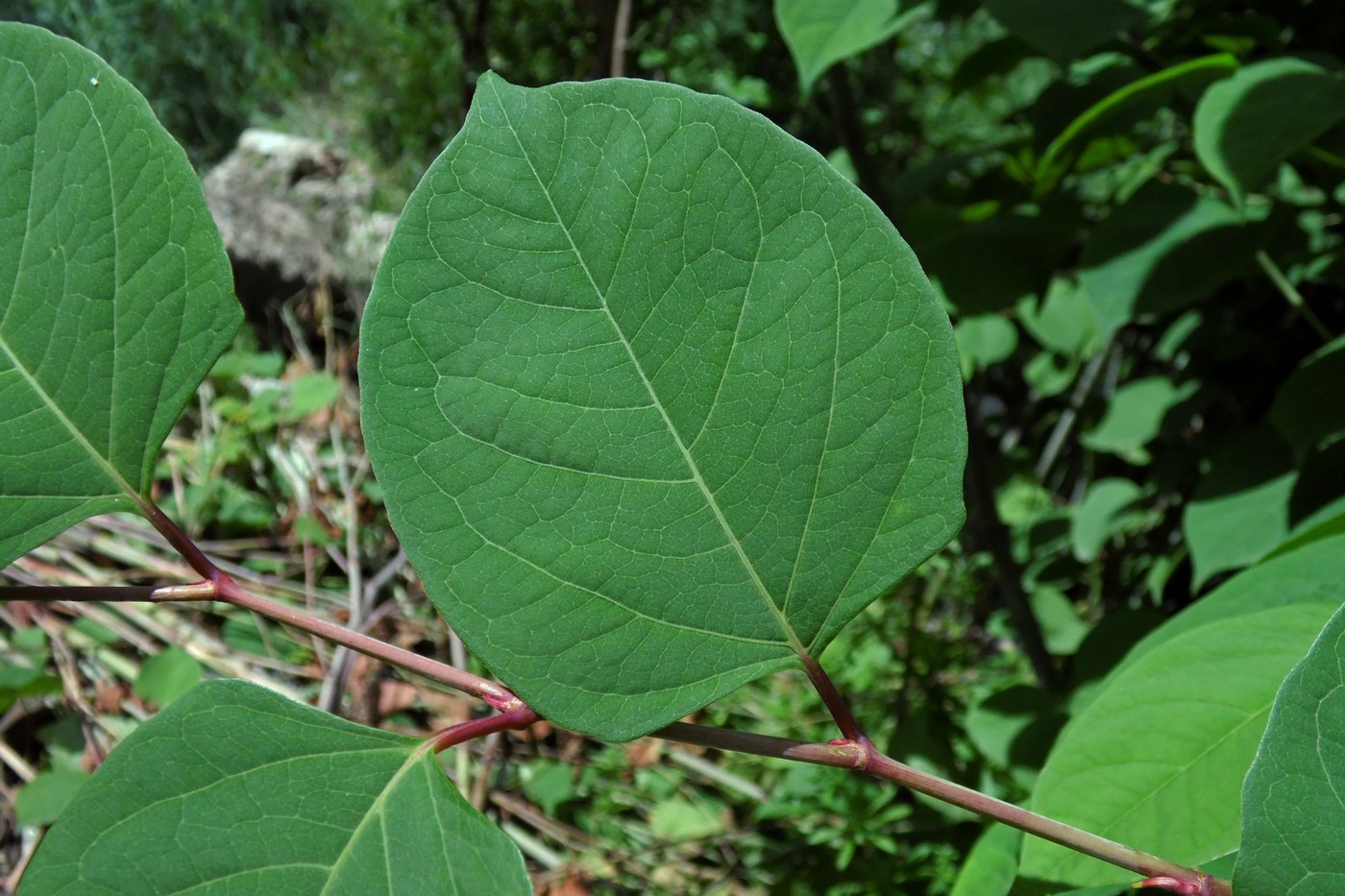 Изображение особи Reynoutria japonica.