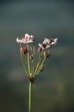Butomus umbellatus