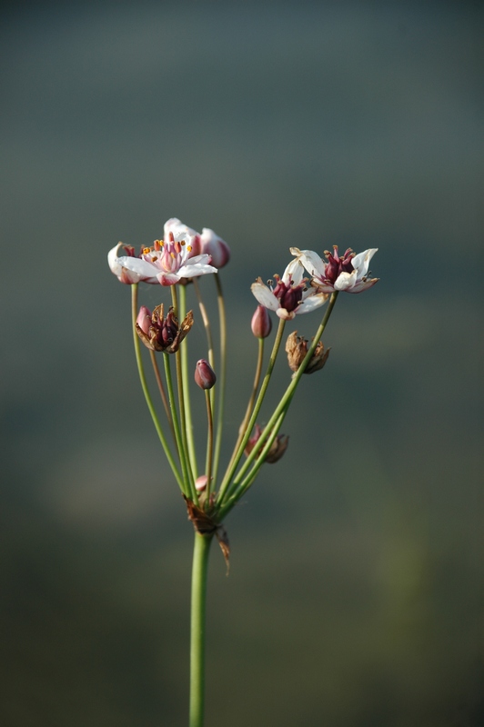 Изображение особи Butomus umbellatus.