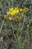 Senecio jacobaea