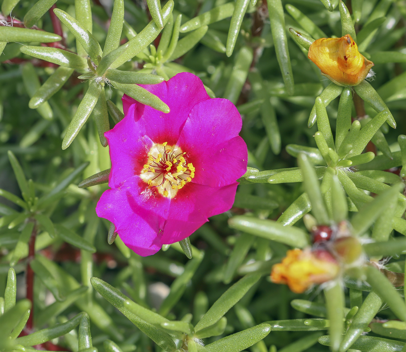 Image of Portulaca grandiflora specimen.