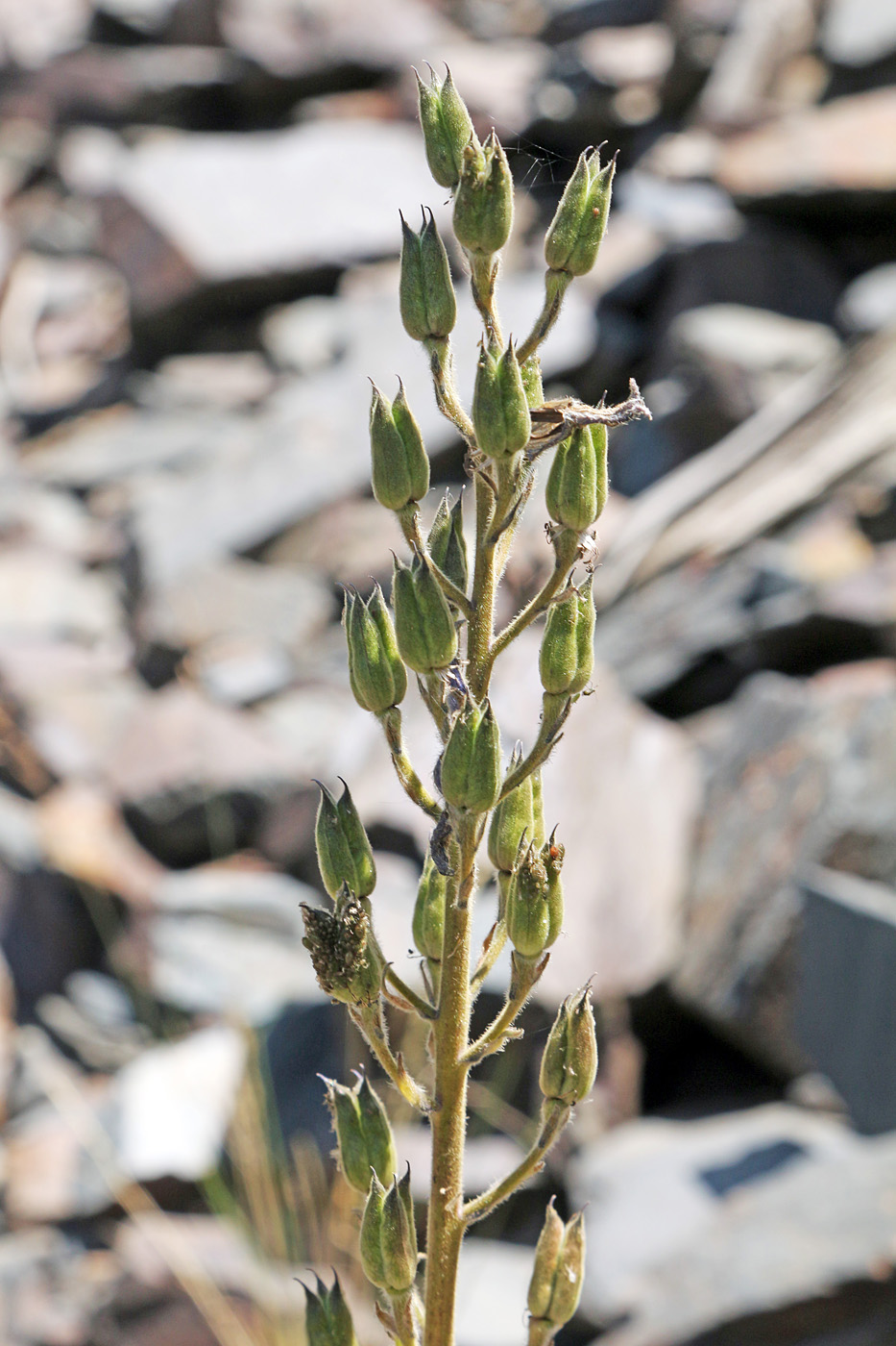 Image of Delphinium oreophilum specimen.