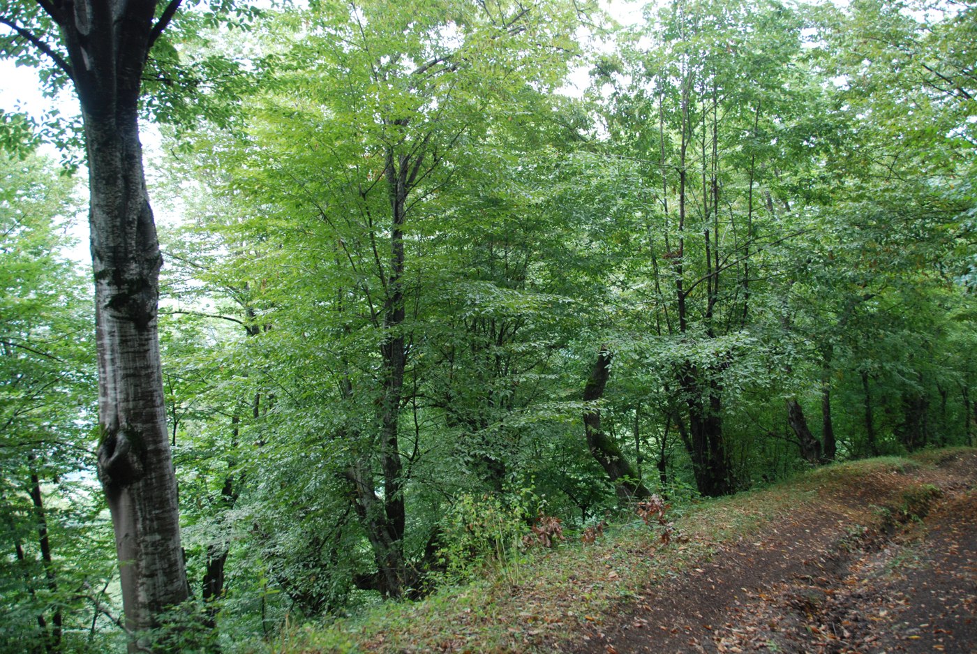 Image of Fagus orientalis specimen.