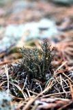 Cladonia crispata