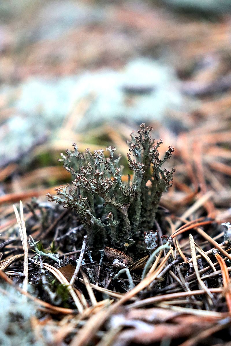 Изображение особи Cladonia crispata.
