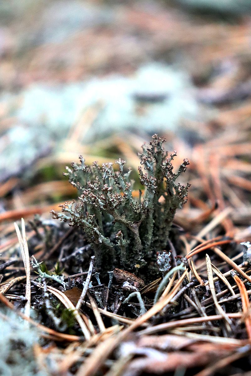 Image of Cladonia crispata specimen.