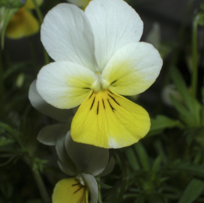 Изображение особи Viola tricolor.