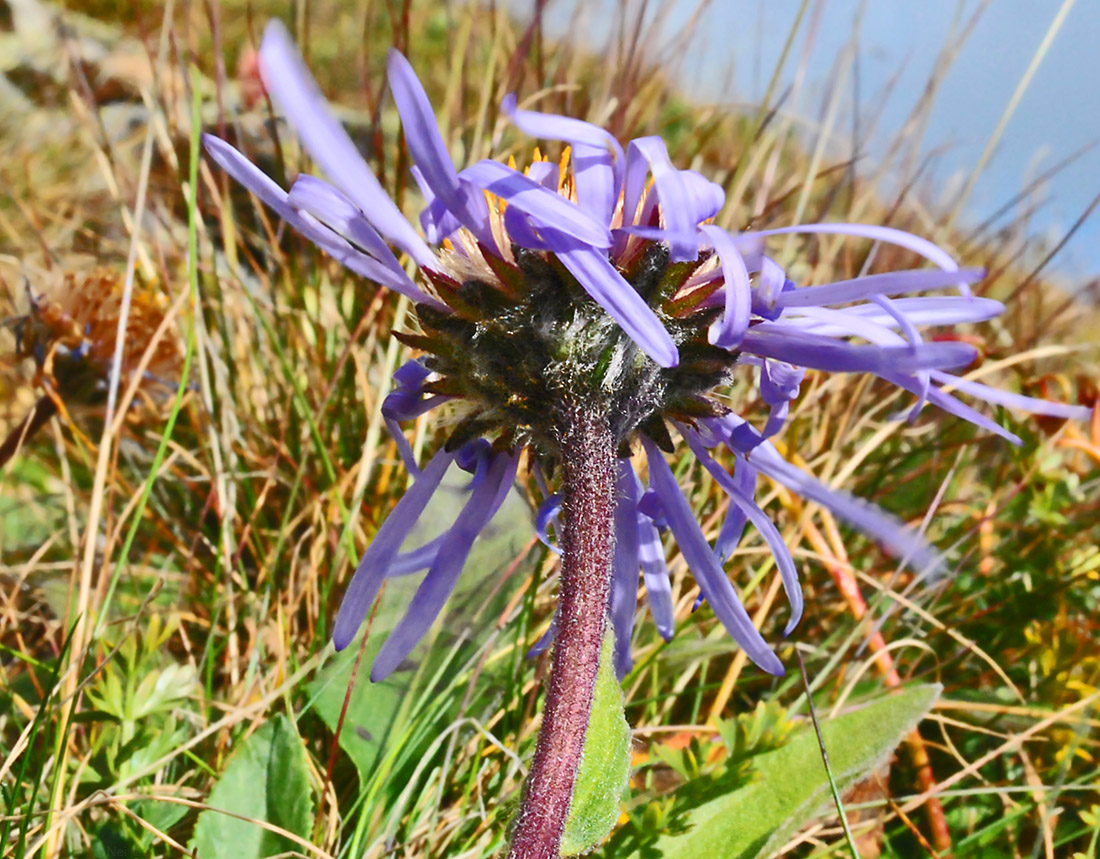 Image of Erigeron flaccidus specimen.