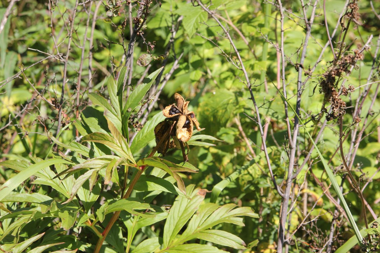 Image of Paeonia anomala specimen.