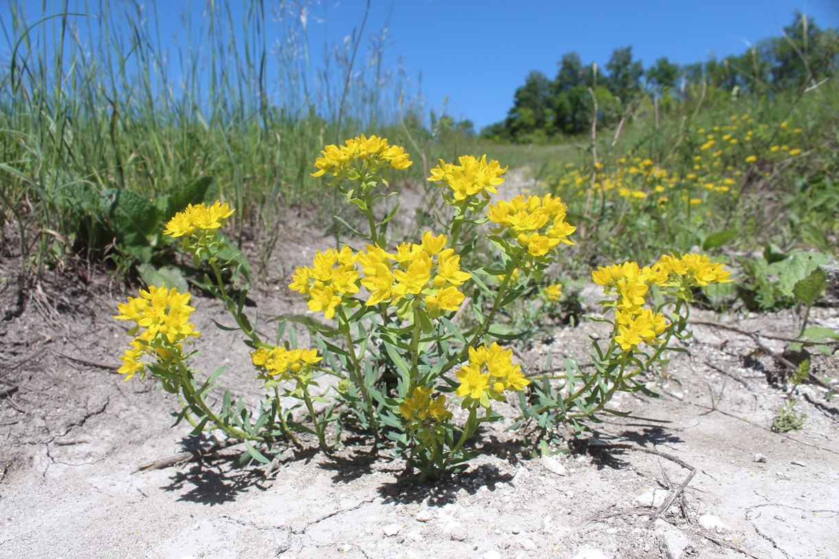 Image of Haplophyllum suaveolens specimen.